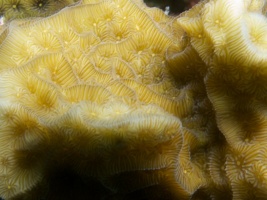 Coral IMG 6000